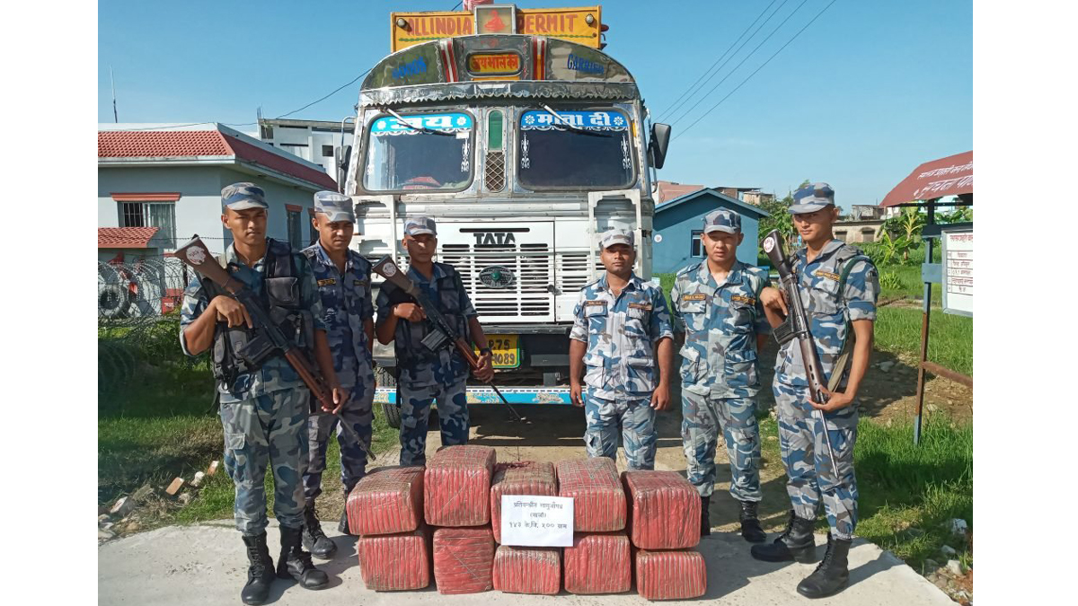 सशस्त्रद्वारा ट्रकमा लुकाएर भारत लैजान लागेको १४३ किलो गाँजा बरामद