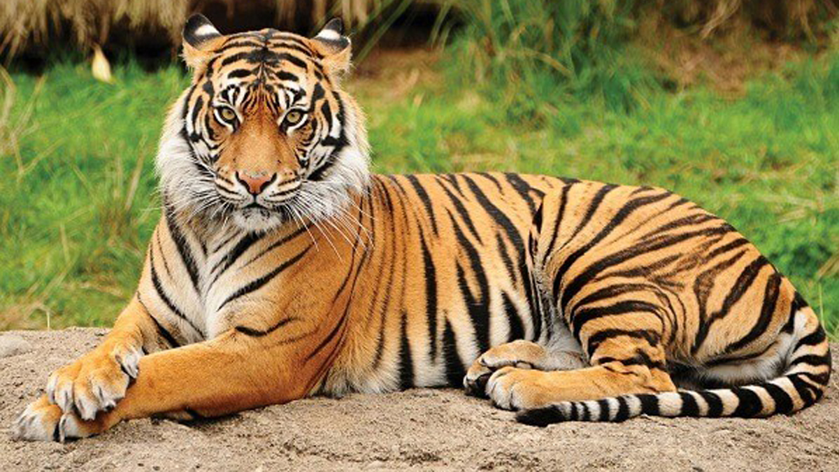 भारतमा बाघको संख्या ३,६०० भन्दा बढी