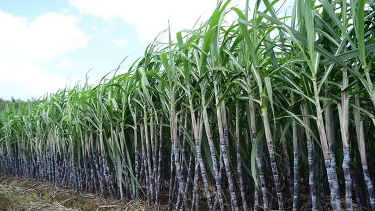 उखु किसानको घाउमा ‘क्रान्तिकारी’ सरकारको नुनचुक