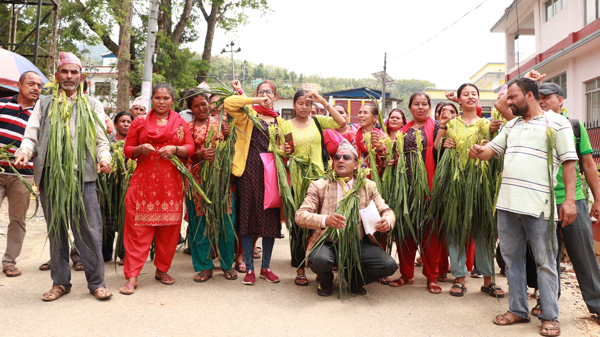 बाँदर नियन्त्रणको माग गर्दै आन्दोलनमा उत्रिए धादिङका किसान