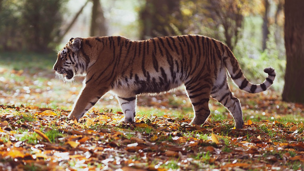विश्व बाघ दिवस : बाघकाे संख्या बढेर तेब्बर, व्यवस्थापनमा चुनौती