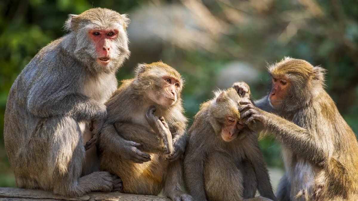 अन्नबाली र फलफूल खाएर बाँदरले हैरान पारेपछि बेसार खेती