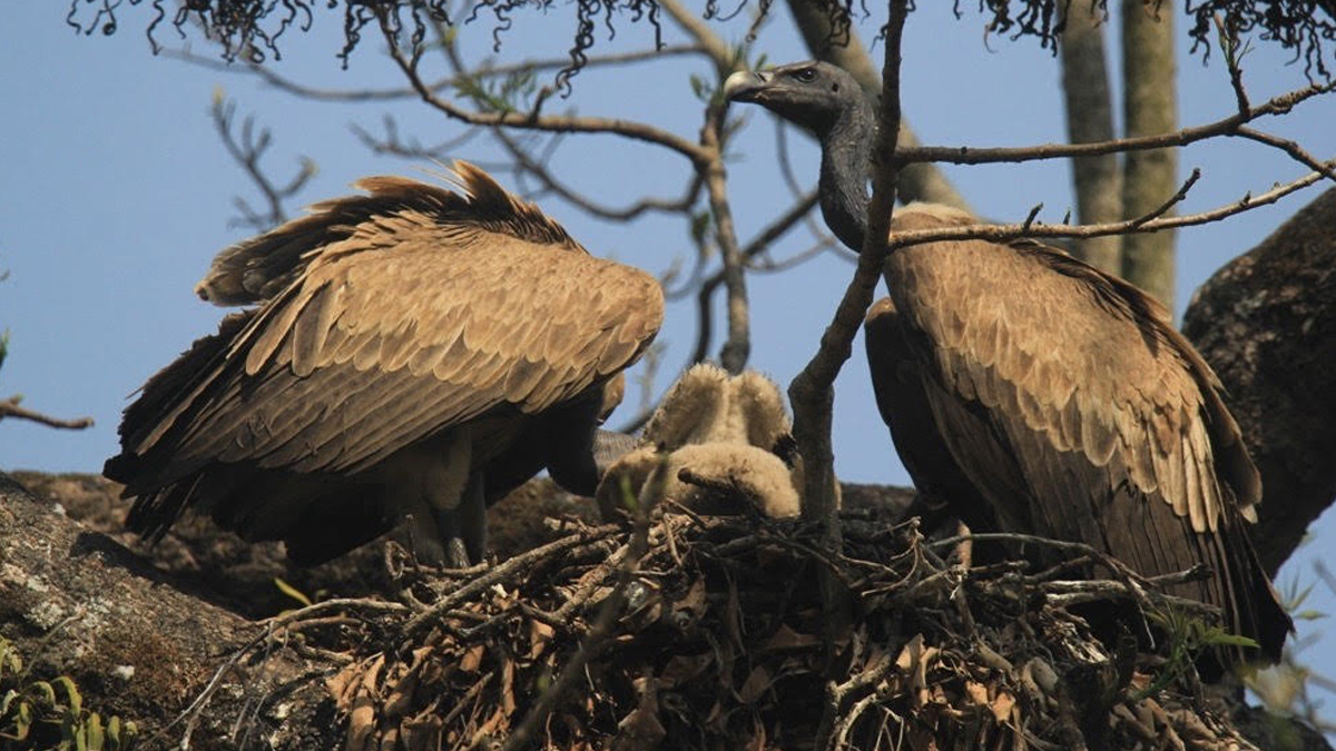 गिद्धका लागि वासस्थान गम्भीर चुनौती बन्दै