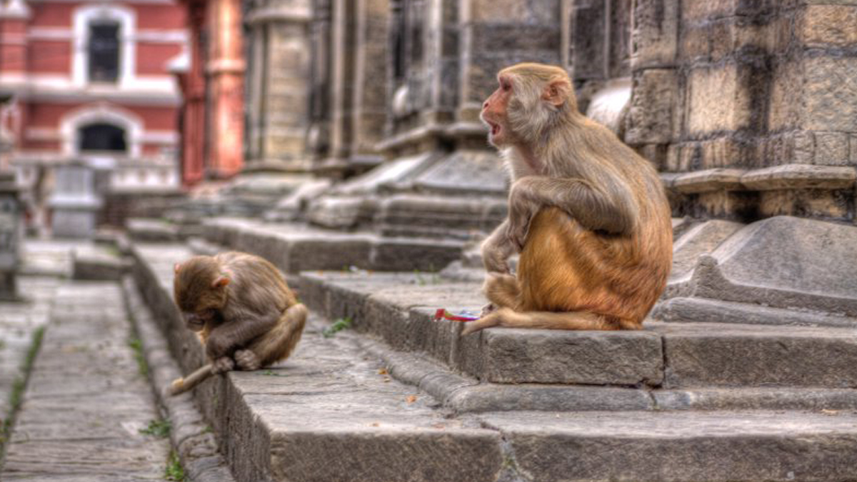 सपनामा बाँदर देख्नु शुभ वा अशुभ ?