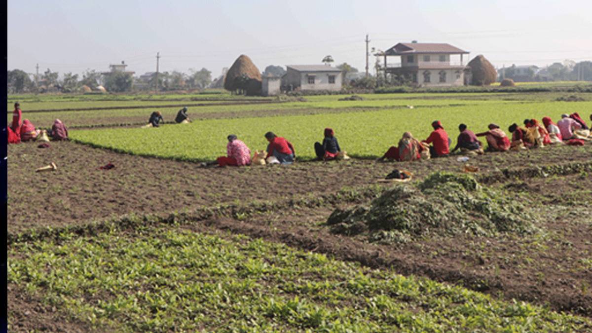 पश्चिम चितवन गाजर खेतीको ‘हब’