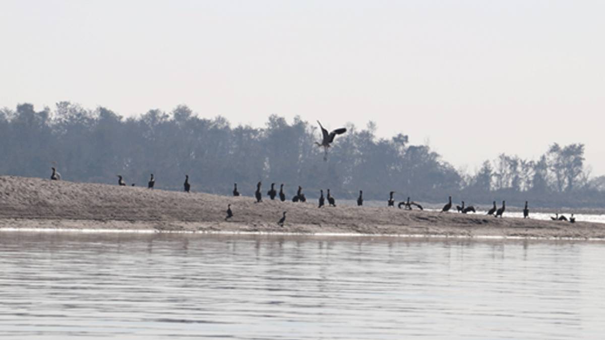 नारायणी नदी क्षेत्रमा ४१ प्रजातिका जलपक्षी भेटिए